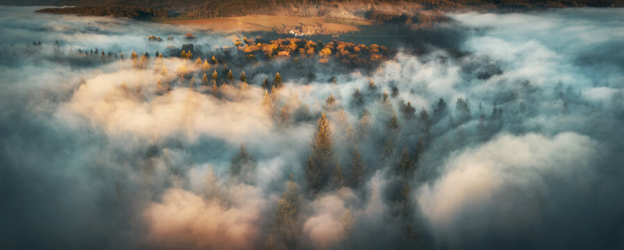 Aerial panorama of an illuminated mist over forest landscape in the morning, with coniferous trees in golden sunlight poking out of layers of fluffy fog