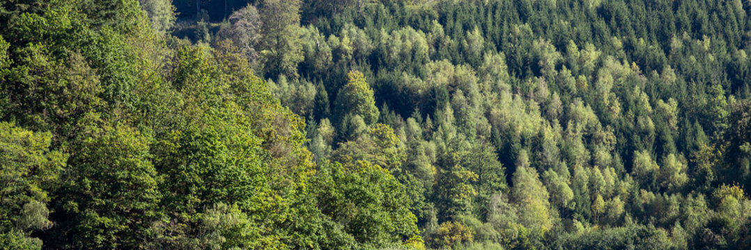 dense mixed forest with green pine and deciduous trees on sunny hillside background