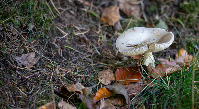 white wild mushroom growing on forest floor covered with pine needles and dry leaves