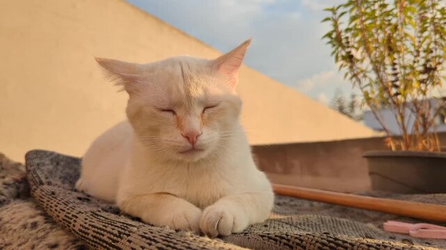 Horizontal 4K 60fps footage of a white cat sitting and relaxing outdoors in warm sunlight while sniffing the air on a rooftop terrace. Perfect for pet content, lifestyle, and veterinary video projects