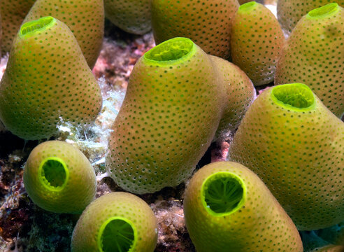 Green Sea squirts in a shallow reef Boracay Island Philippines