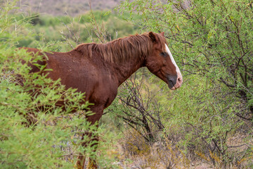 A brown horse with beautiful mane in Salt River, Arizona © CheriAlguire