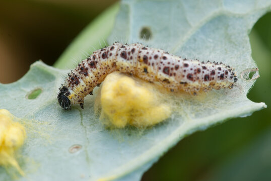 Close-up of a cabbage butterfly larva parasitized by *Apanteles glomeratus* wasps.