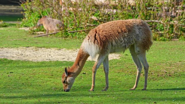 Vicunas, Vicugna Vicugna, relatives of the llama which live in the high alpine areas of the Andes