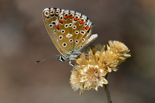 Himmelblauer Bl&auml;uling (Lysandra bellargus) auf Mittelmeer-Strohblume (Helichrysum stoechas) - Andosilla, Navarra, Spanien