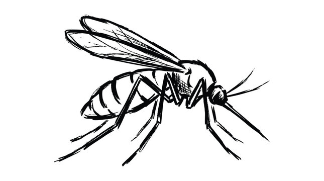 Detailed black ink sketch of single mosquito insect featuring expressive artistic brush stroke lines