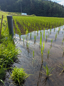 田植えを終えた水田に並ぶ稲の苗 長野県の自然栽培の初夏の田んぼ