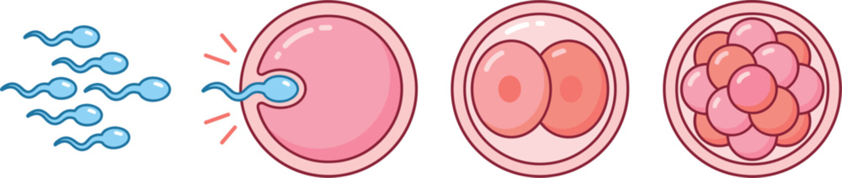 Human Fertilization and Early Embryo Development Stage Vector Illustration Showing Sperm Cell Penetrating Egg to Blastocyst Mitosis Process