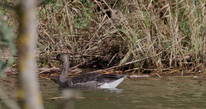 Juvenile greater white-fronted goose swimming near shore and walking onto land
