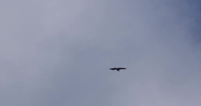 White-tailed eagle soaring in the cloudy sky