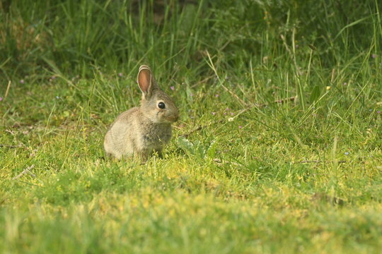 conejo de campo