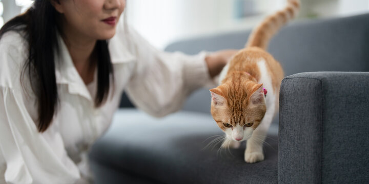 Domestic pet. Woman enjoying a relaxing moment stroking  Orange tabby cat on the sofa in the living room.