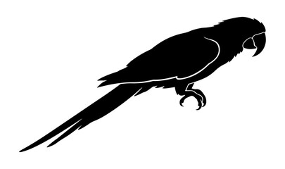 Tropical macaw parrot silhouette isolated on transparent background © ZamStock