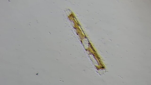 Microscope View of Pennate Diatom with Motile Bacteria in Brightfield
