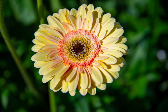 A captivating close-up (macro) shot of a yellow Gerbera flower with a vibrant orange center, glowing in the sunlight.
