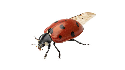 Small red ladybug insect beetle with black spots macro wildlife isolated on transparent background © Gabriel