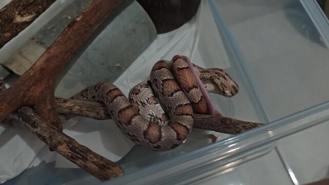 Corn snake constricting white feeder mouse on wooden branch in terrarium video footage