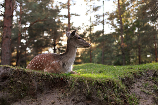 Young fallow deer resting on grassy mound in pine forest at sunset, spotted fawn lying in peaceful woodland habitat, wildlife conservation and nature background copy space