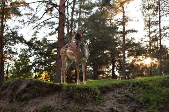 Young fallow deer standing on grassy hill in pine forest at sunset, spotted fawn listening in wild woodland habitat, backlit nature landscape copy space