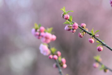 Beautiful pink cherry blossoms on a tree in the spring garden © Stan