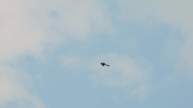Eastern imperial eagle lat. Aquila heliaca, flying against a clear blue sky, captured in slow motion. A large bird of prey hovers in search of prey..