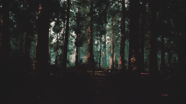moody twilight pine forest, misted canopy. deep shadows drape over mossy floor, slender trunks rise through teal haze, scattered ferns and fallen logs add