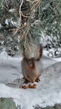 Wild red squirrel eating hazelnuts on snow in a winter forest