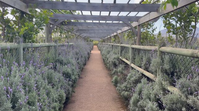 Symmetrical view down a gravel garden path lined with lavender bushes on both sides, covered by a rustic timber pergola. Wooden post-and-rail fences border the beds, with soft hills and sky.