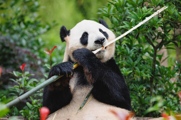 One giant panda in the zoo © lzf