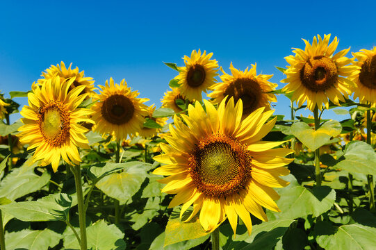 Field of sunflowers near Poggio a Caiano in Tuscany, Italy