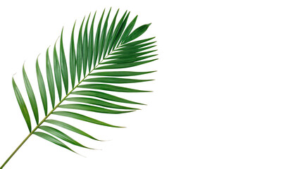Single fresh green palm tree plant leaf tropical exotic foliage isolated on transparent background © Oliver