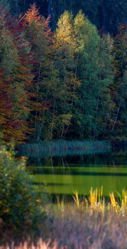 Autumn at Lake Saint Ana. Transylvania, Romania, Europe. Idyllic autumn landscape with colorful green and yellow trees at Lake Saint Ana.
