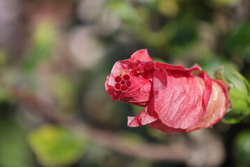 Red hibiscus flower bud beginning to open © ANTONIO COSTA