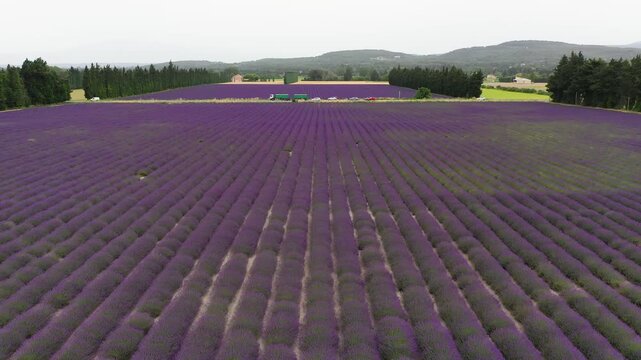 Lavender fields in full bloom showcasing vibrant purple rows under the bright sun during the summer season in Provence. Beauty of lavender fields in Provence, France.