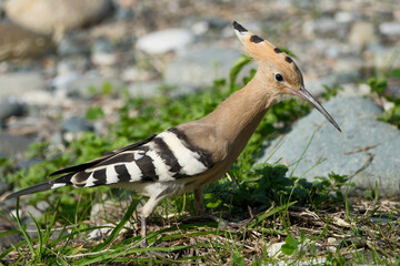Eurasian Hoopoe Bird Walking In Green Grass Searching For Food © Maksim Mikhailov