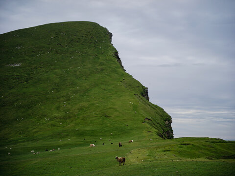 Foula, Shetland, Scotland, United Kingdom, 5th July 2026, view of the sea and cliffs looking up the Kame sea cliff