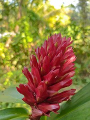 A detailed close up view of a striking vibrant red ginger blossom in a flourishing tropical garden setting with soft blurred green © Arts creat