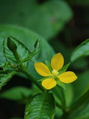 A striking close up view of a vividly colored bright yellow wildflower beautifully blooming among rich lush green foliage in a natural © Arts creat