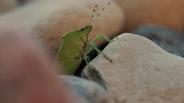 Static closeup of a green stink bug holding onto a pale stone among rounded pebbles, with its segmented underside, jointed legs and banded antennae visible. Great for nature documentaries