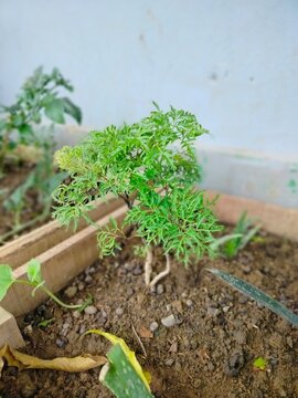 A close-up view of a small green Polyscias plant (commonly known as Ming Aralia or garden foliage) growing neatly in a wooden garden bed with soil under natural daylight.