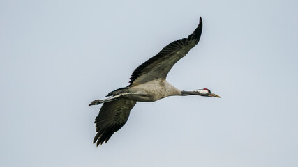 Fototapeta premium migration of common cranes to the south