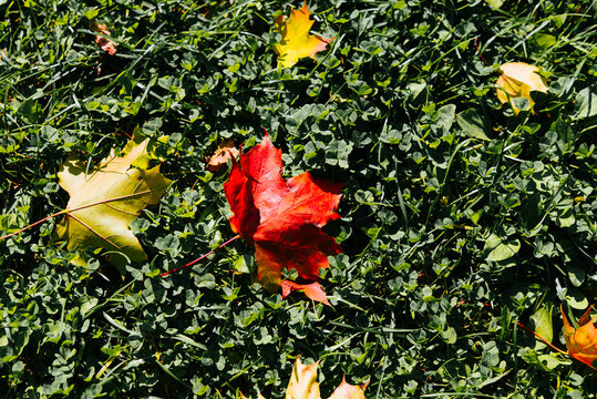 Bright red and yellow leaves scattered on lush green grass create a vibrant autumn scene. The natural setting showcases the changing seasons with fallen foliage among the verdant ground cover
