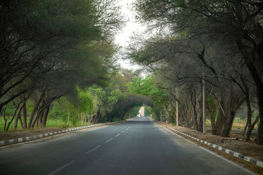 Doha, Qatar - Asphalt road passing through a natural green tree tunnel arching, creating a serene drive through dense canopy trees Sheikh Faisal Bin Qassim Al Thani Museum Doha 