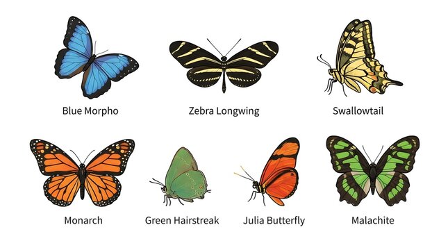 Set of seven colorful realistic butterflies with name labels including blue morpho, zebra longwing, swallowtail, monarch, green hairstreak, julia butterfly and malachite isolated on white background, 
