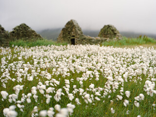Foula, Shetland, Scotland, United Kingdom, 5th July 2026, field of cotton grass near abandoned croft cottages © Electric Egg Ltd.