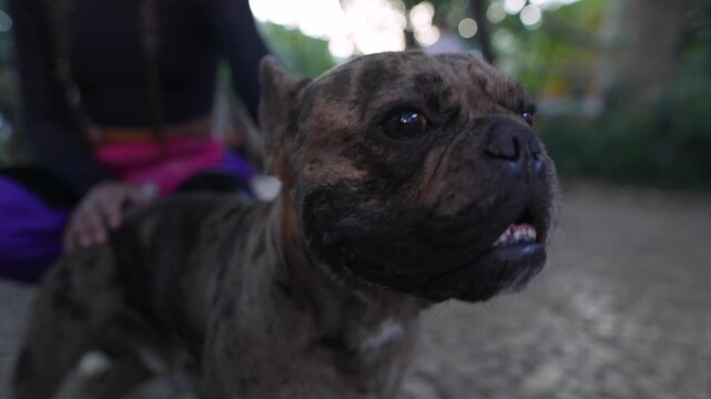 Close portrait of a brindle French bulldog looking upward