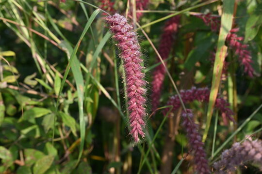 Cenchrus pedicellatus grass. This is an indigenous grass of&nbsp;Ethiopia&nbsp;of the&nbsp;monocot&nbsp;angiosperm&nbsp;plant family&nbsp;Poaceae. Its common names desho,&nbsp;annual kyasuwa grass, bare grass, &nbsp;and deenanath grass.