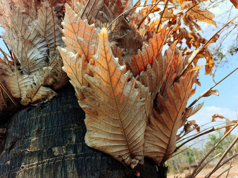 Dried Staghorn Fern Leaves Texture on Tree Trunk, Natural Brown Botanical Background