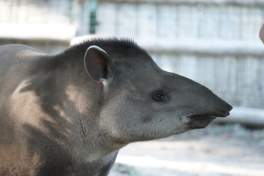 South American tapir