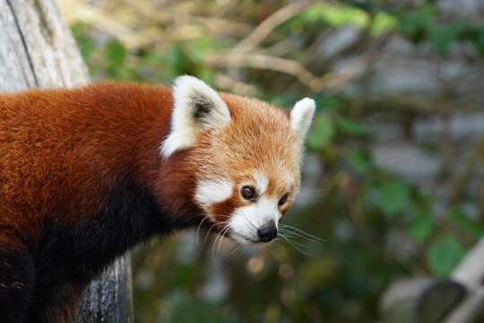 Red panda